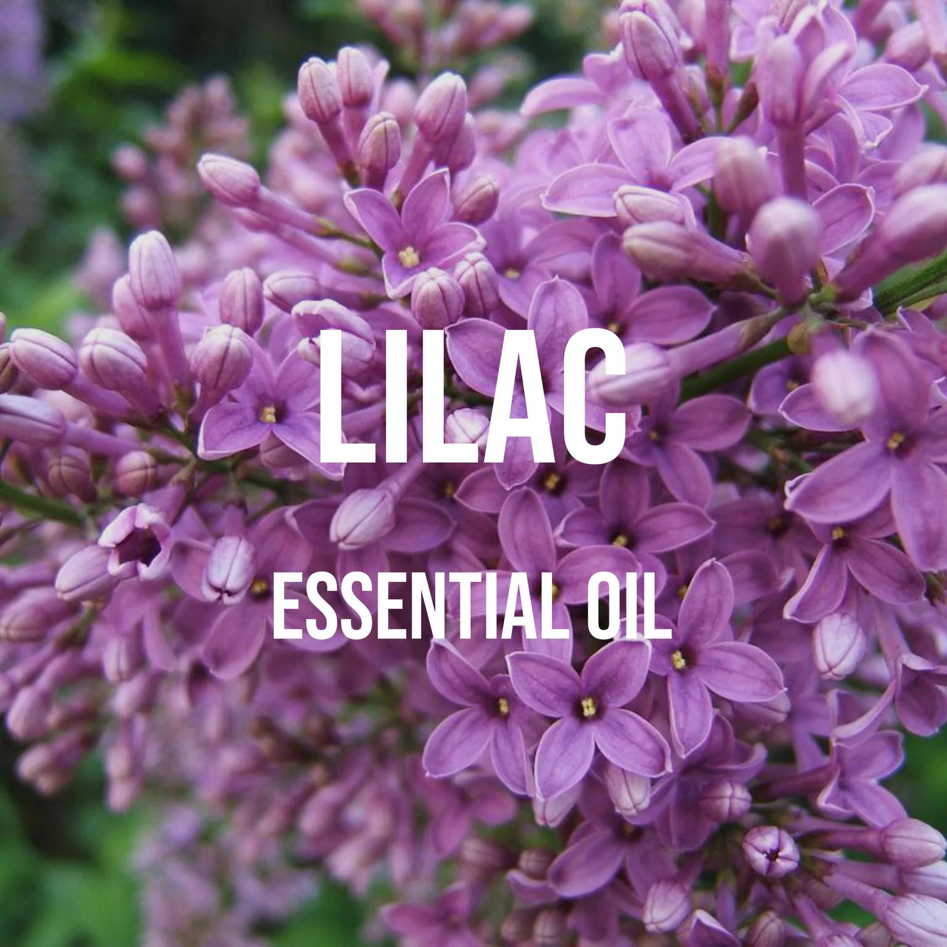 Aceite Esencial lila de grado  - Candle Supplies Essential Oils reseña y precio